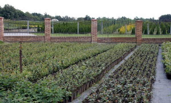 Piante del vivaio Czarneccy - foto 3