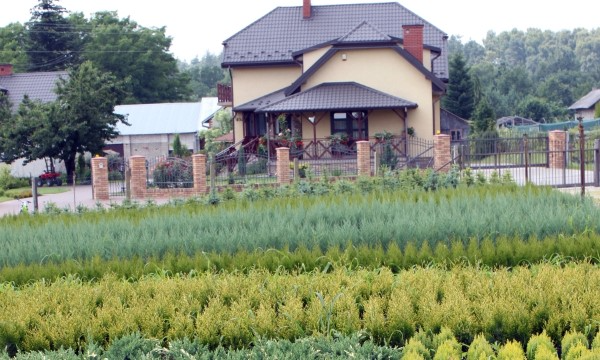 Piante del vivaio Czarneccy - foto 6