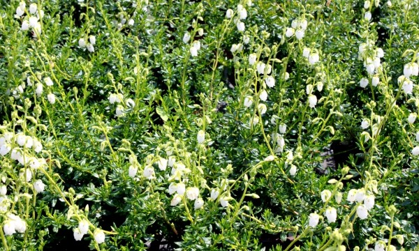 Piante del vivaio Czarneccy - foto 7