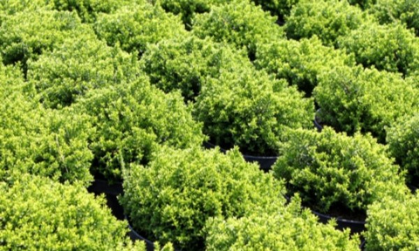 Piante del vivaio Czarneccy - foto 9