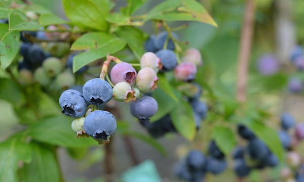 Piante del vivaio Czarneccy - foto 11