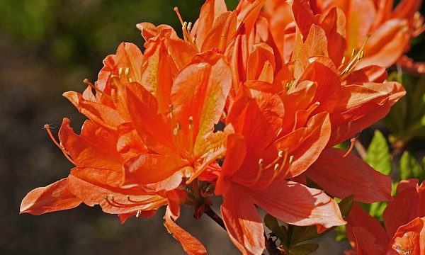Piante del vivaio Czarneccy - foto 12