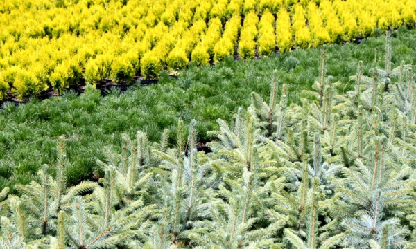Vivaio CZARNECCY vista generale delle piante conifere e rododendri