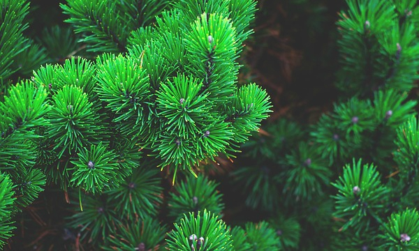 Piante ericacee azalee specializzazione del vivaio CZARNECCY