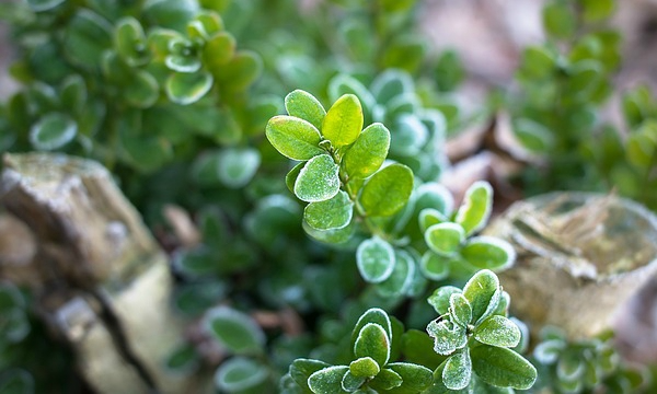 Giovani piantine e piante mature CZARNECCY materiale da piantare sano
